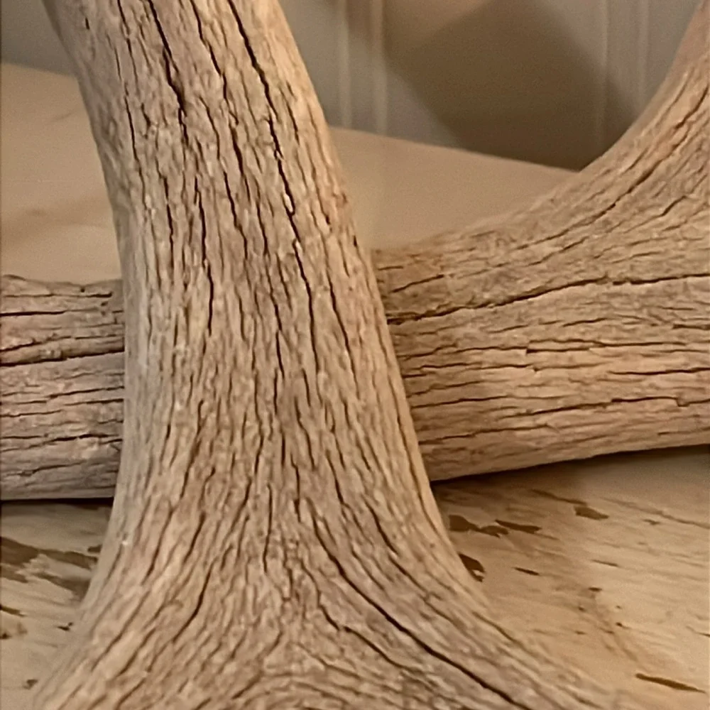 2 Rustic Gray deer Antler Decor